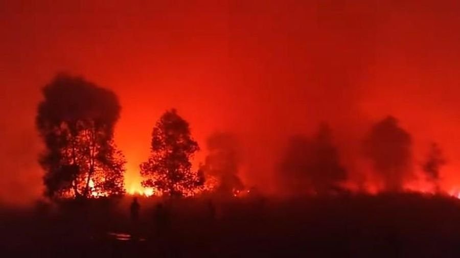 Way Kambas Kembali Terbakar: Api Menguji Ketahanan Kawasan Konservasi Lampung
